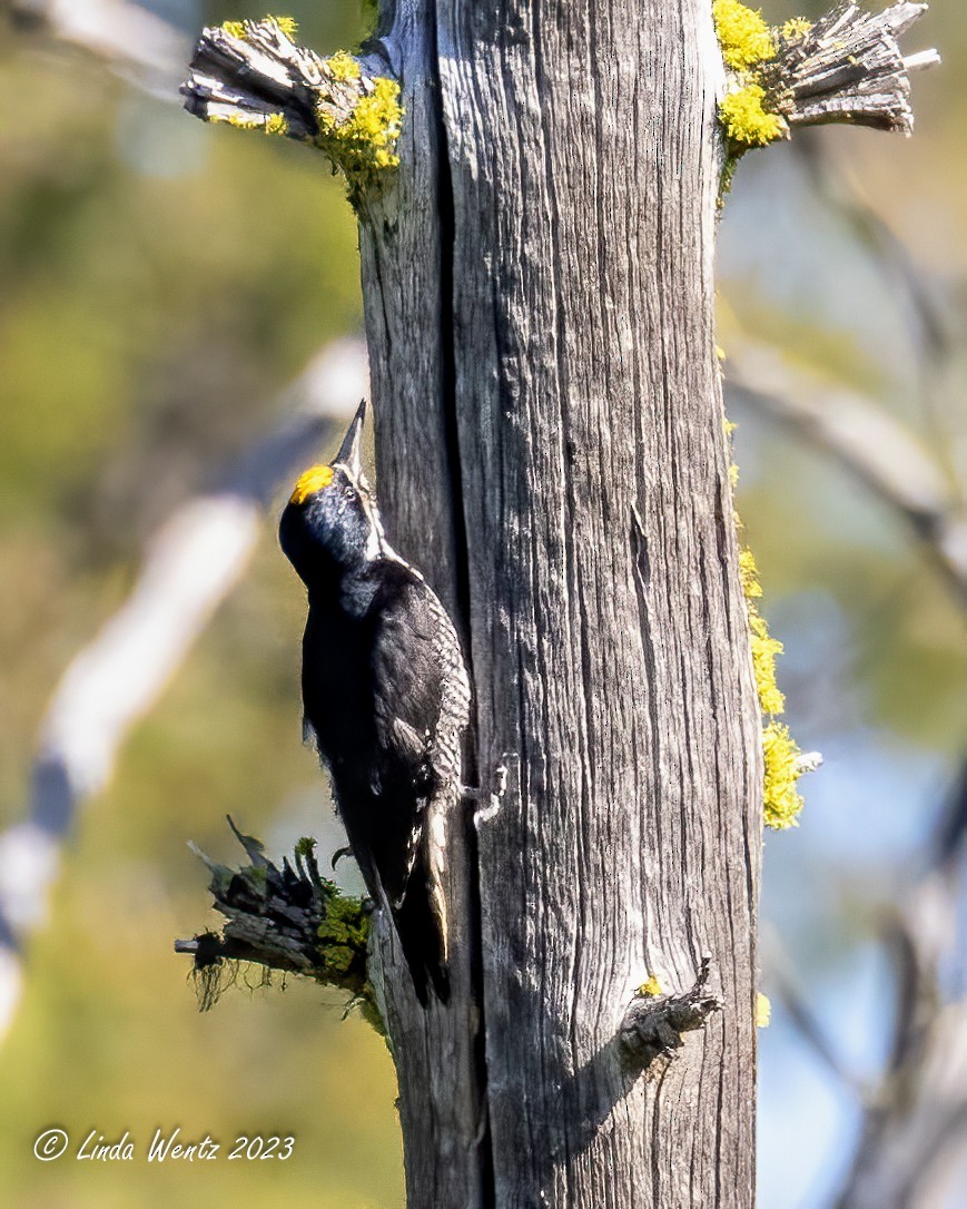 Black-backed Woodpecker - ML589817731