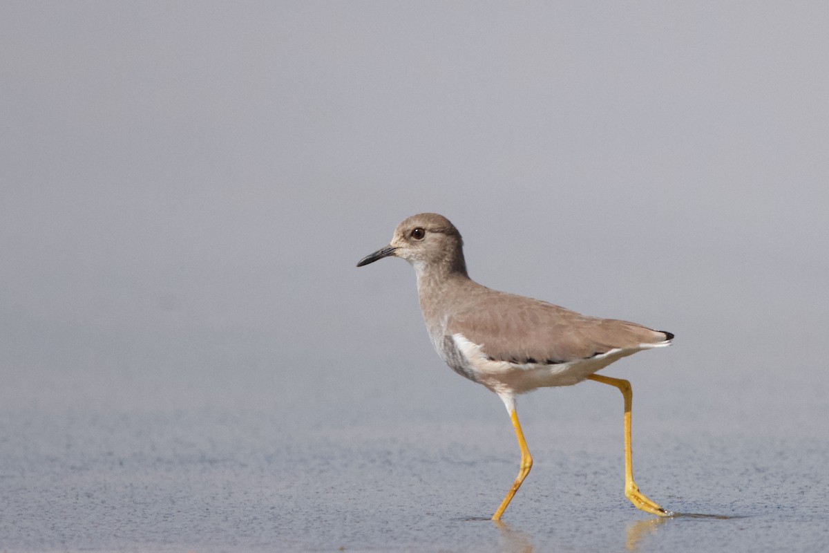 White-tailed Lapwing - ML589819351