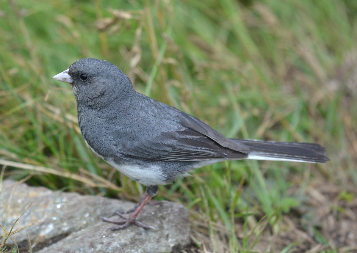 Dark-eyed Junco (Slate-colored) - ML589819541