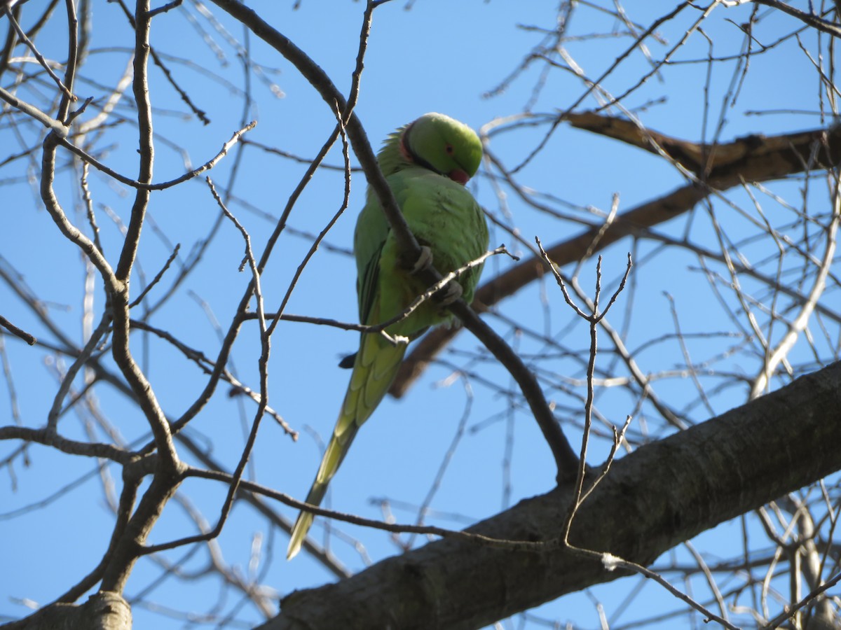 Rose-ringed Parakeet - ML589819751