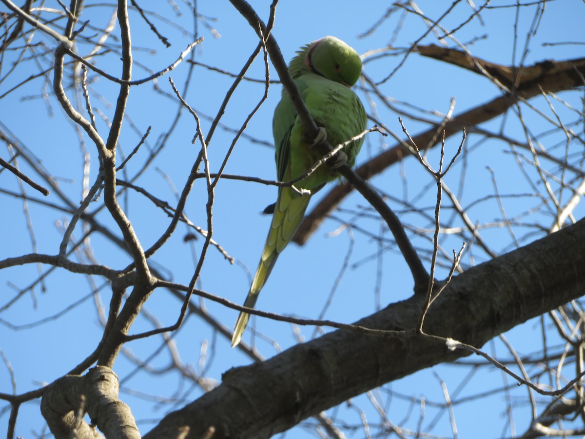 Rose-ringed Parakeet - ML589819761