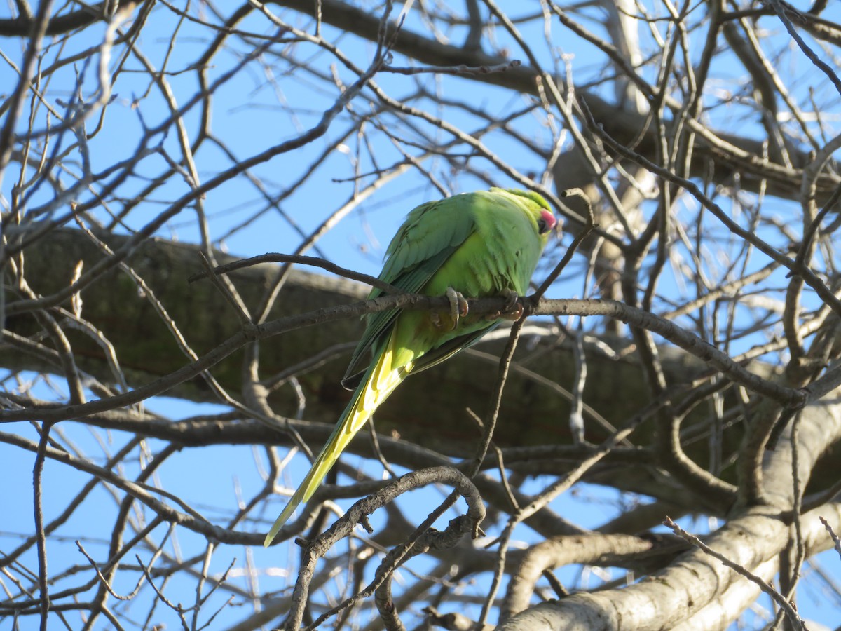 Rose-ringed Parakeet - ML589819771