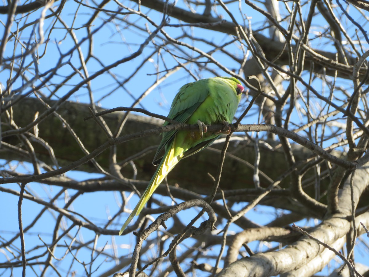 Rose-ringed Parakeet - ML589819781