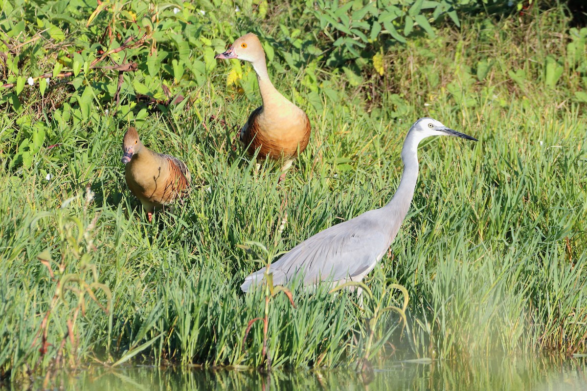 White-faced Heron - Rolo Rodsey