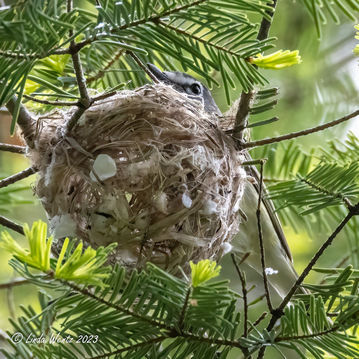 Cassin's Vireo - ML589820601