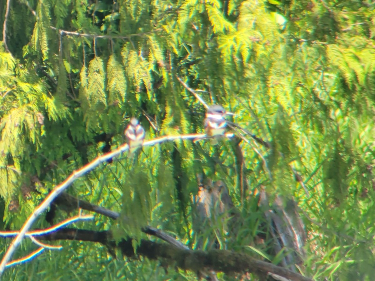 Belted Kingfisher - Ken Brown