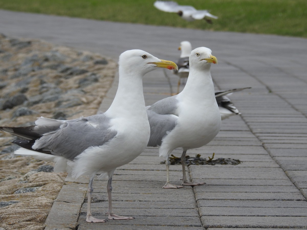 Herring Gull - Jenny Suckert