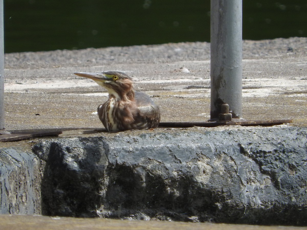 Green Heron - Azucena Olvera