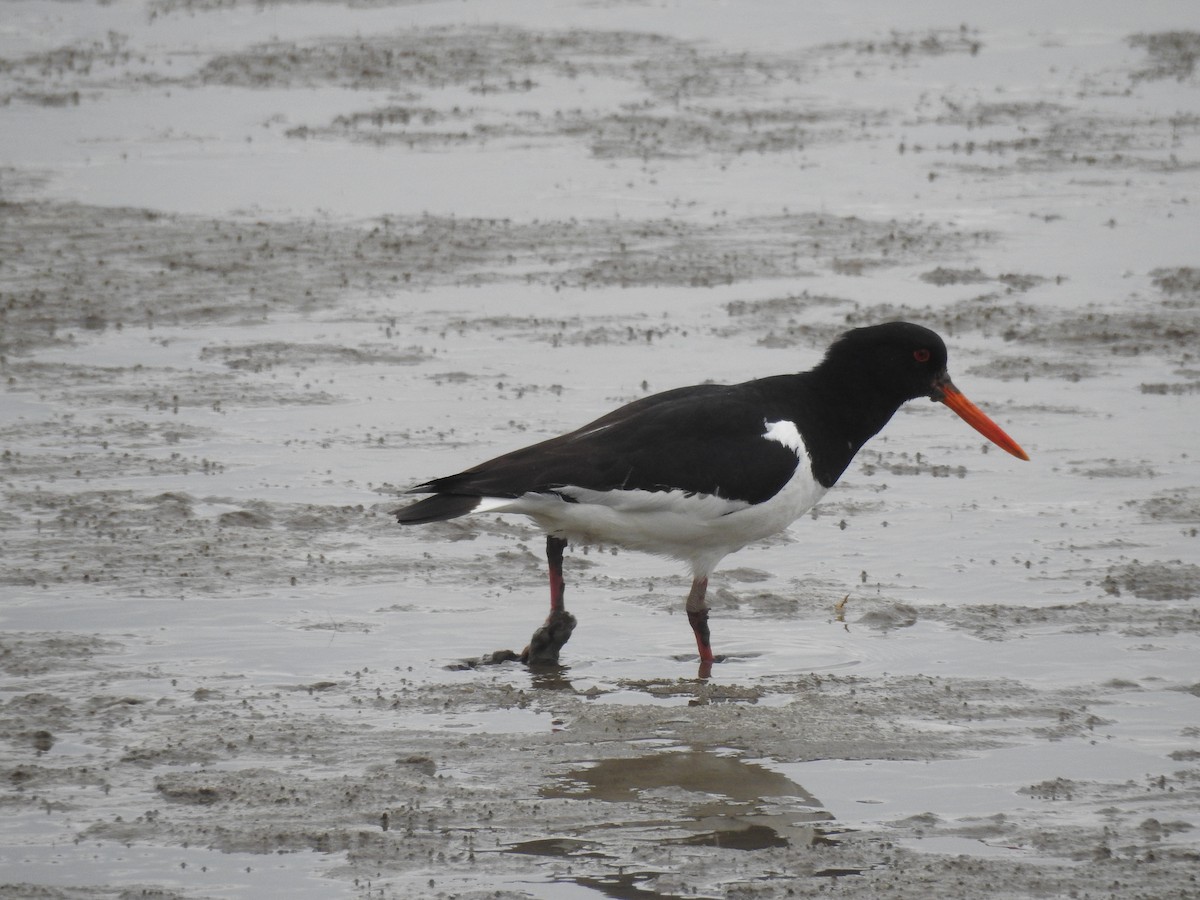 Eurasian Oystercatcher - ML589822931