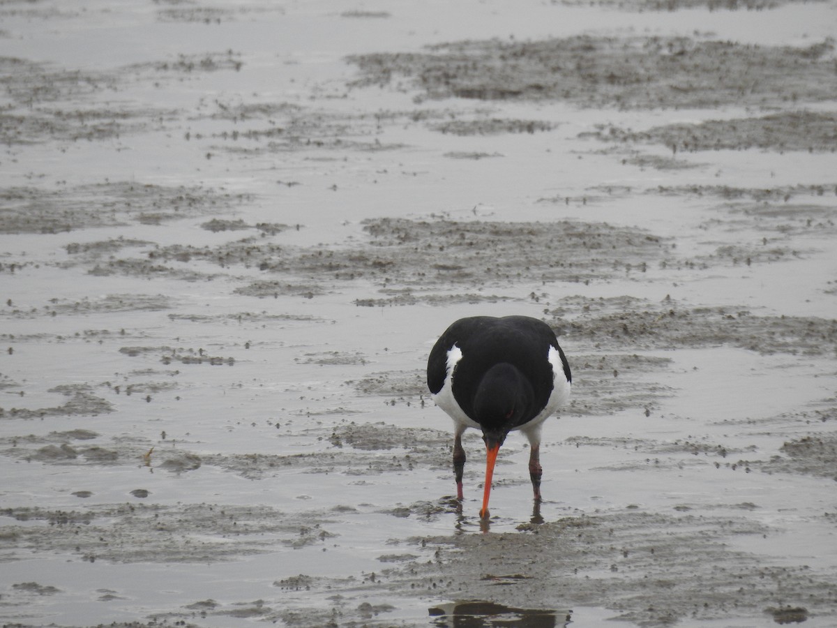 Eurasian Oystercatcher - ML589822941