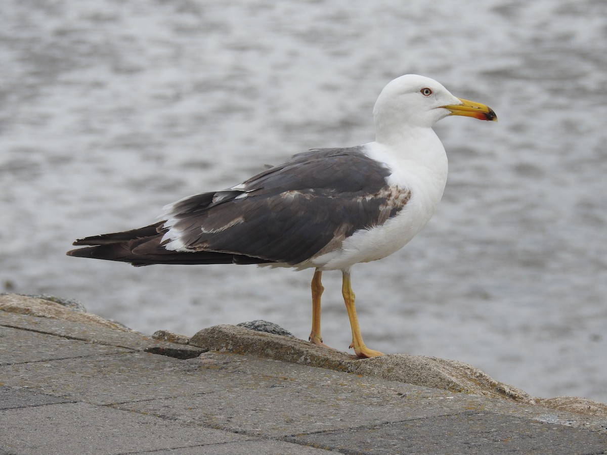 Lesser Black-backed Gull - Jenny Suckert