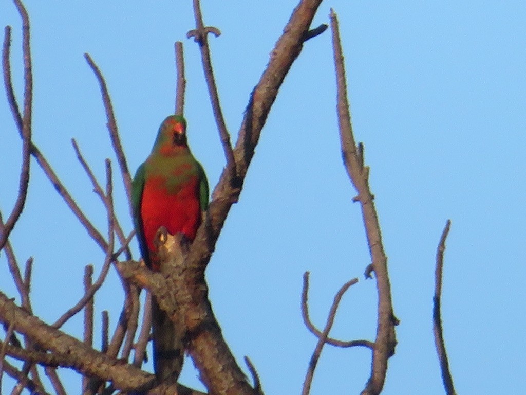Australian King-Parrot - ML589824211