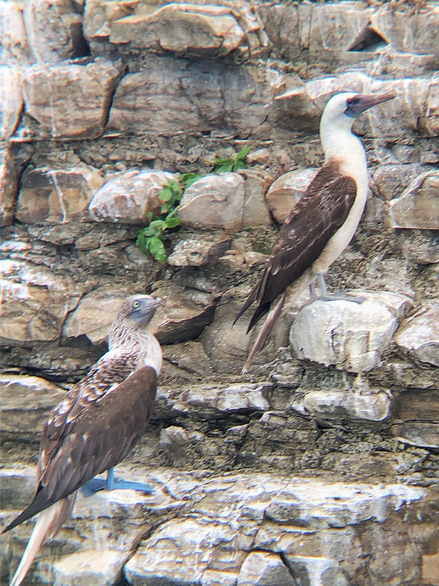 Peruvian Booby - Justin Alvarado