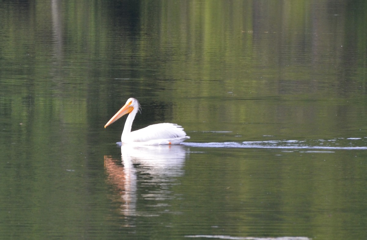 American White Pelican - ML589825211