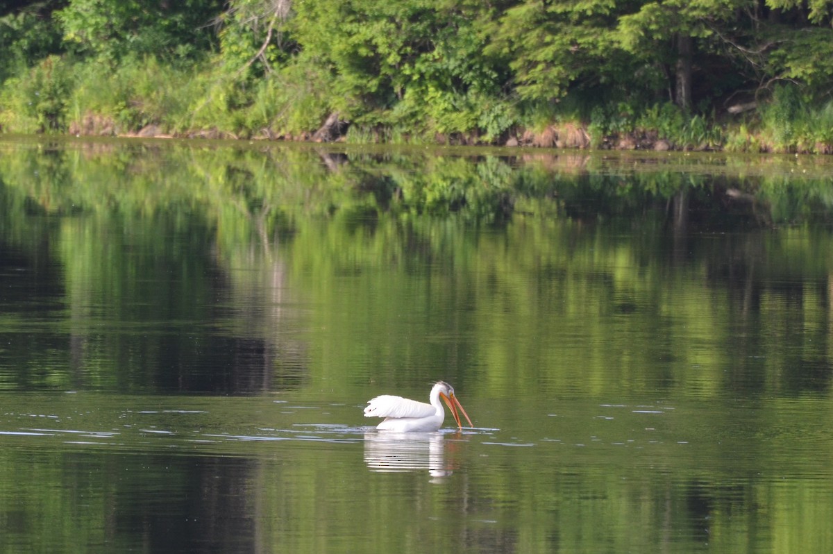 American White Pelican - ML589825221