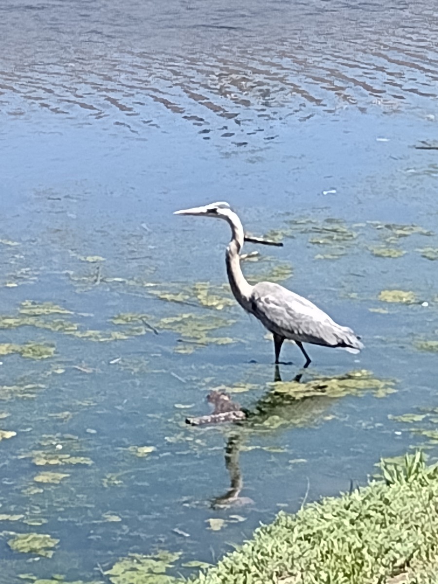 Great Blue Heron - Tim Lister