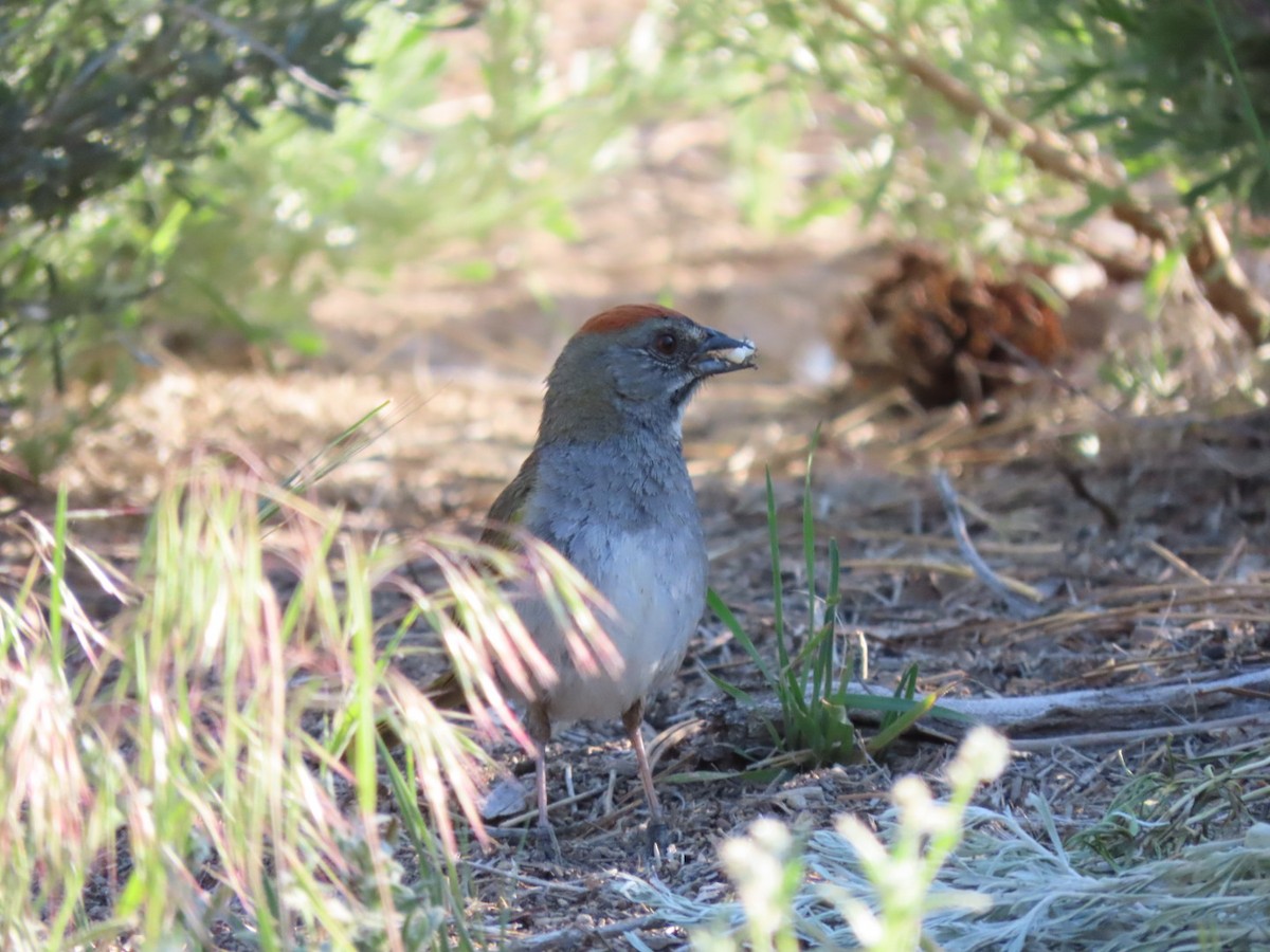 Green-tailed Towhee - ML589825861