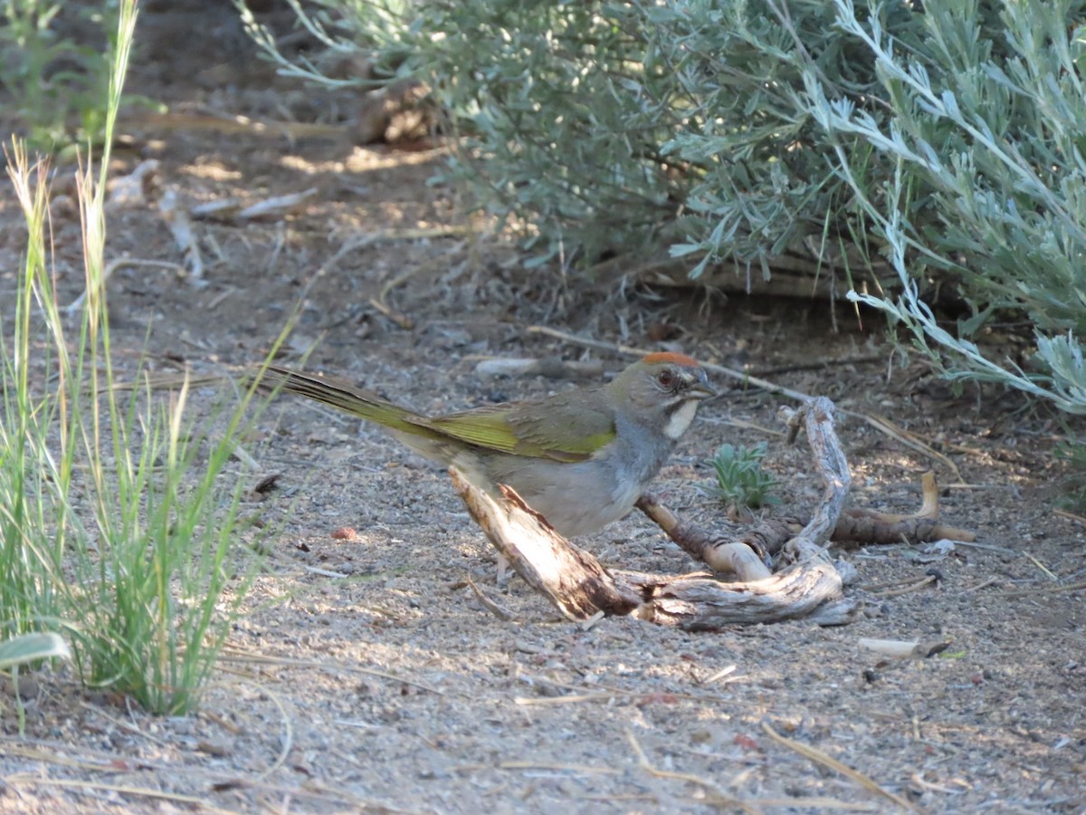 Green-tailed Towhee - ML589825881