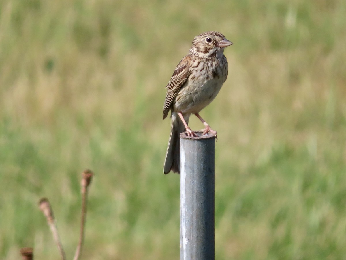 Vesper Sparrow - ML589826011