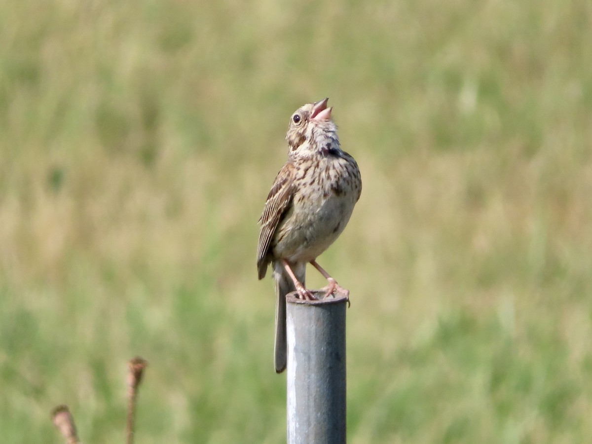 Vesper Sparrow - ML589826021