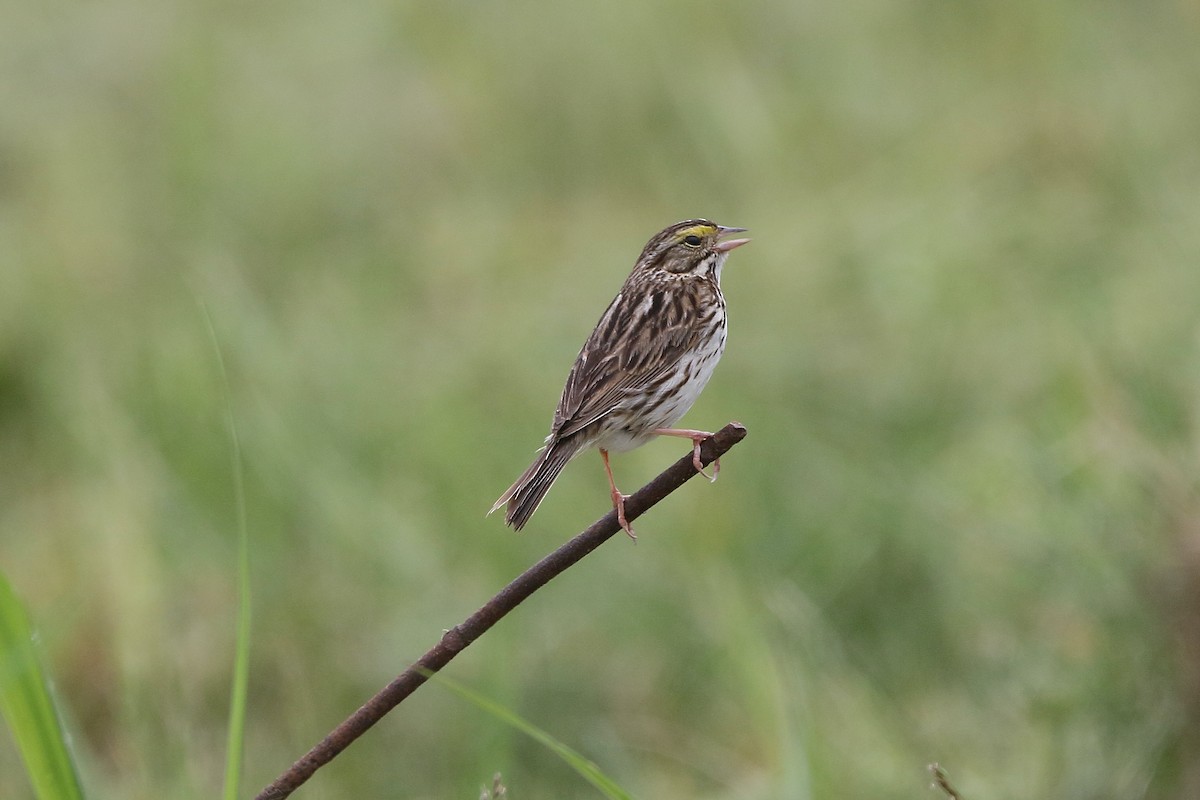 Savannah Sparrow - ML589828801