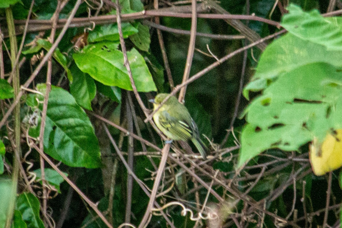 Tyranneau à poitrine jaune - ML589829021