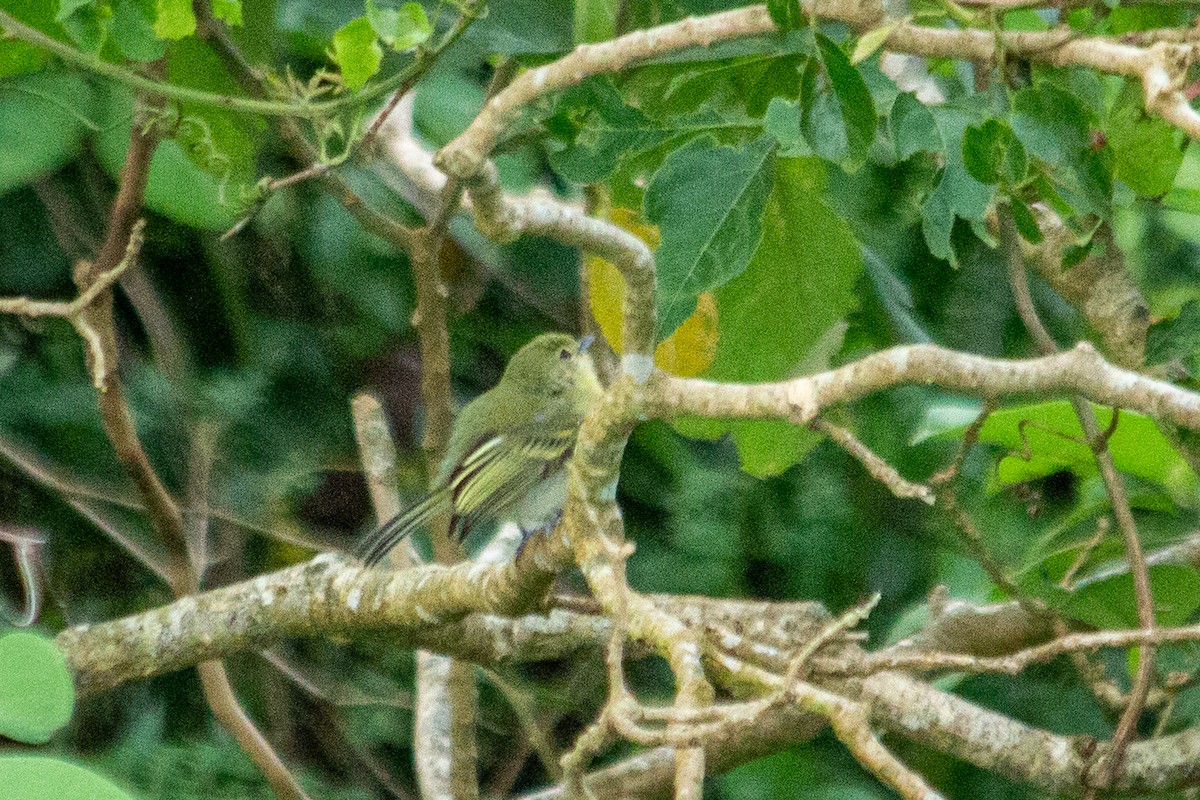 Tyranneau à poitrine jaune - ML589829031