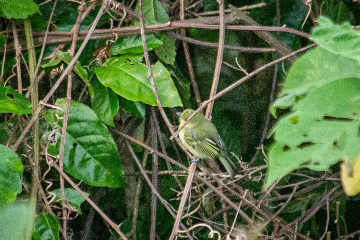 Tyranneau à poitrine jaune - ML589829041