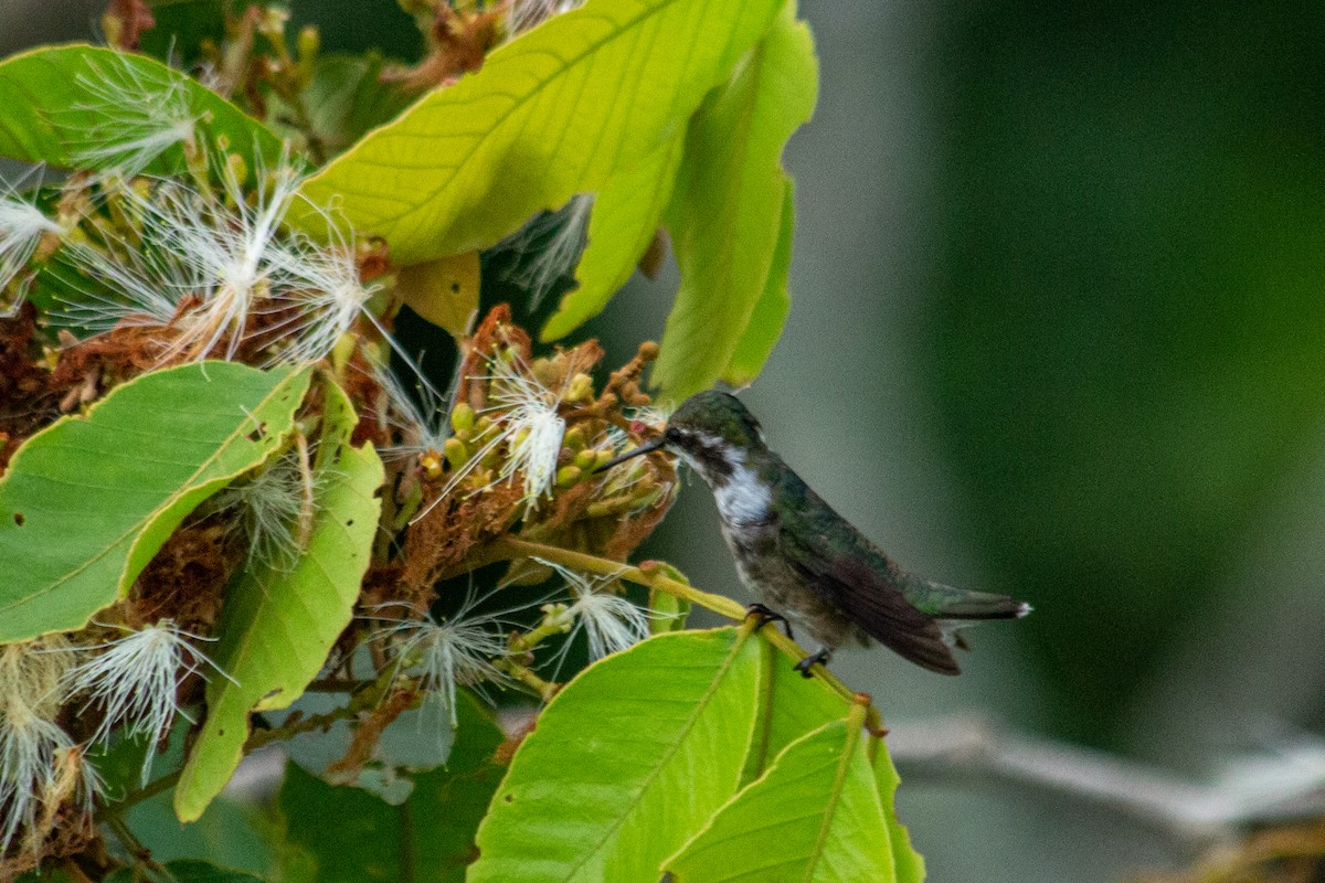 Colibri améthyste - ML589829191