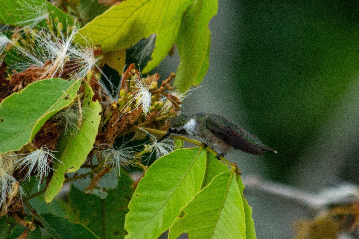 Colibrí Amatista - ML589829211