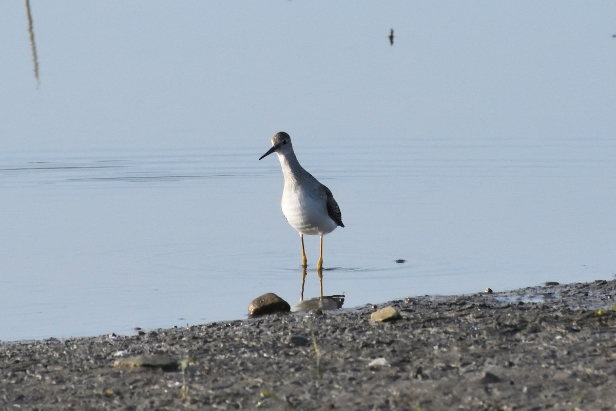 Lesser Yellowlegs - ML589829551