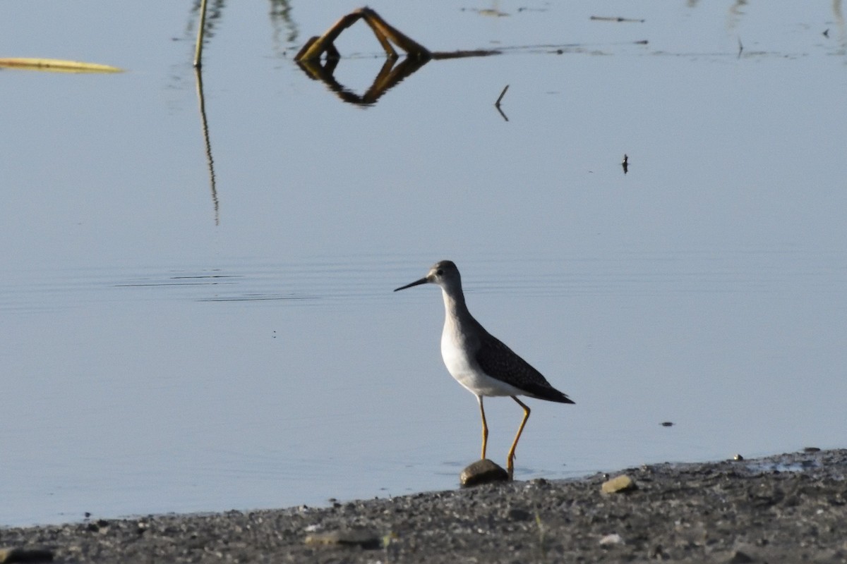 Lesser Yellowlegs - ML589829571