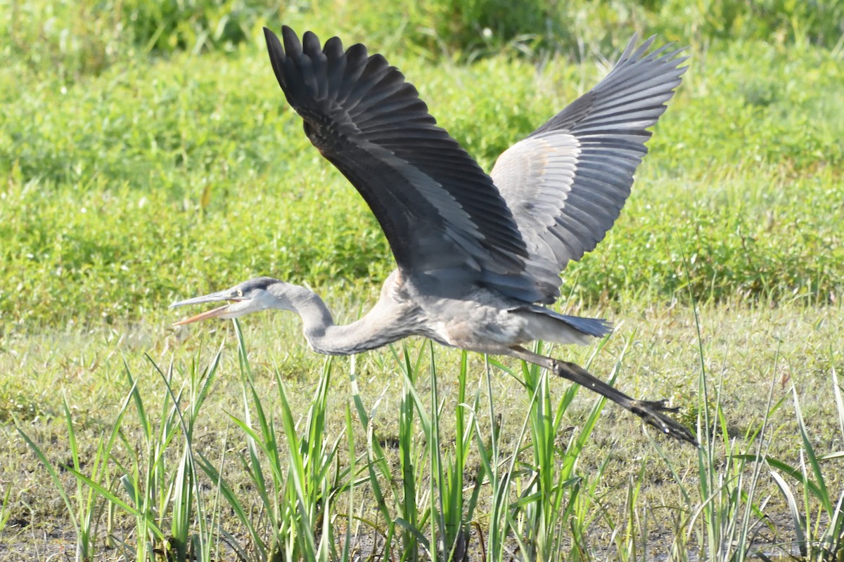 Great Blue Heron - ML589829781