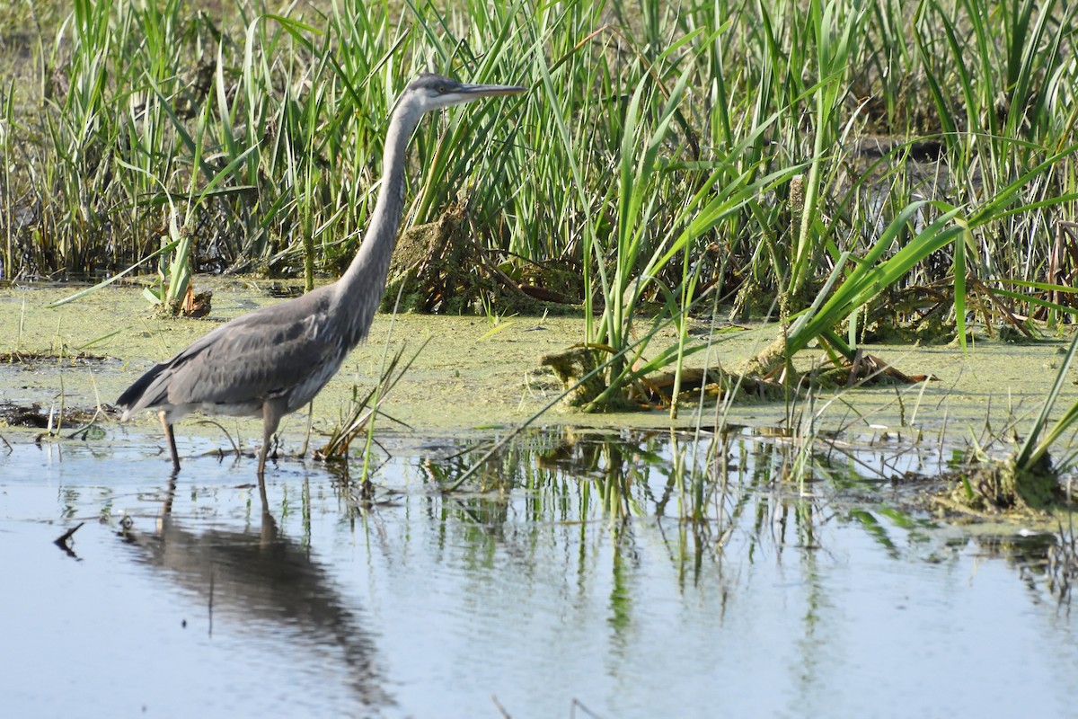 Great Blue Heron - ML589829811