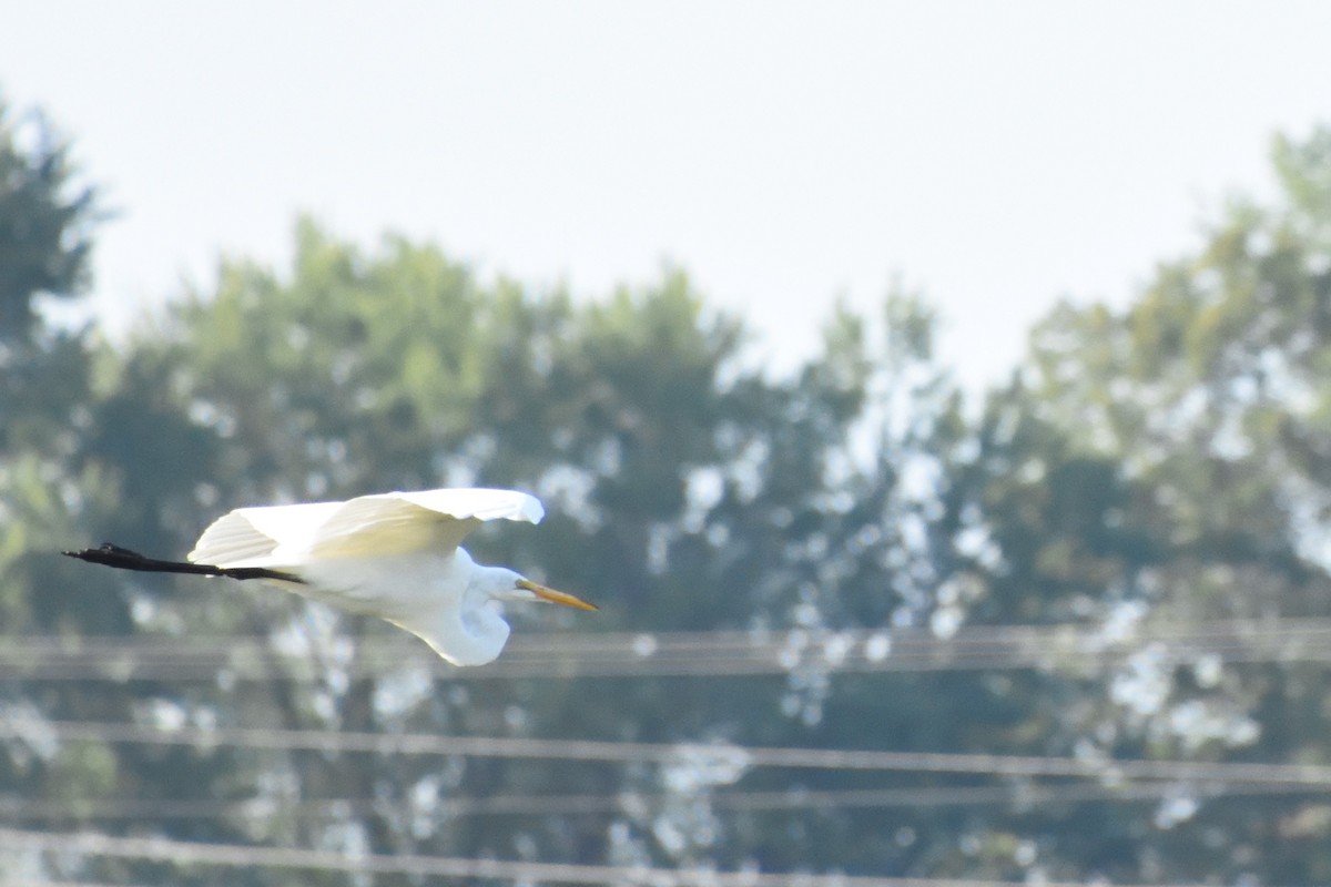 Great Egret - ML589829971