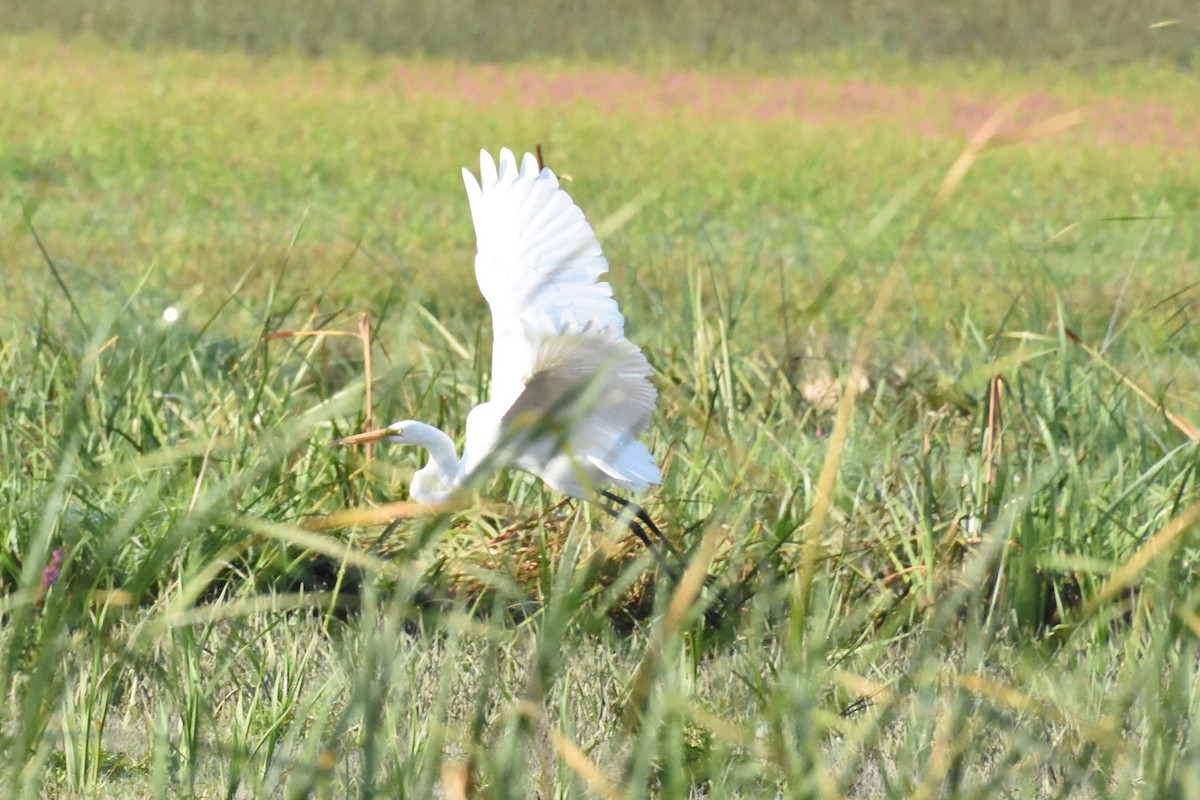 Great Egret - ML589829981