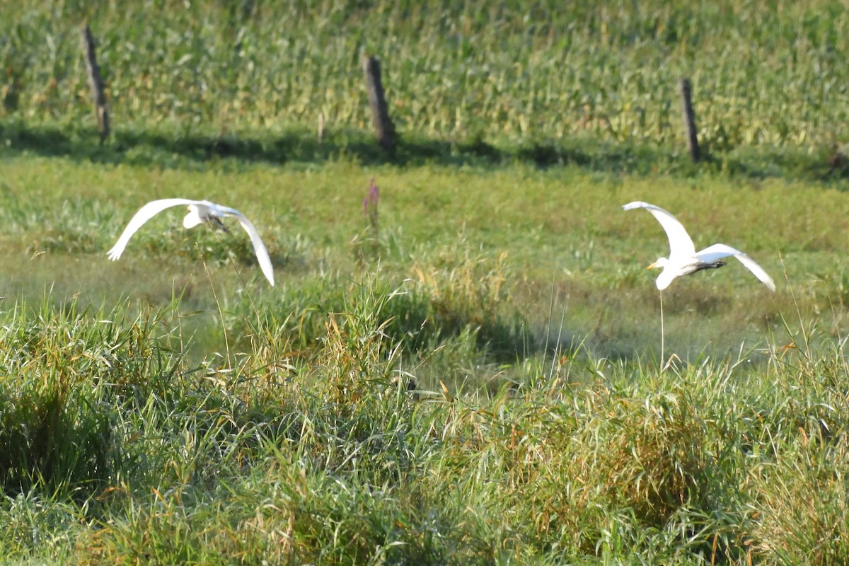 Great Egret - ML589829991