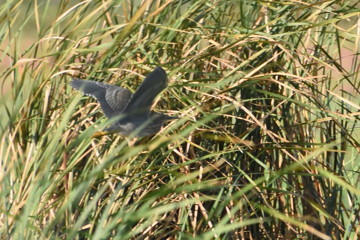 Green Heron - ML589830091