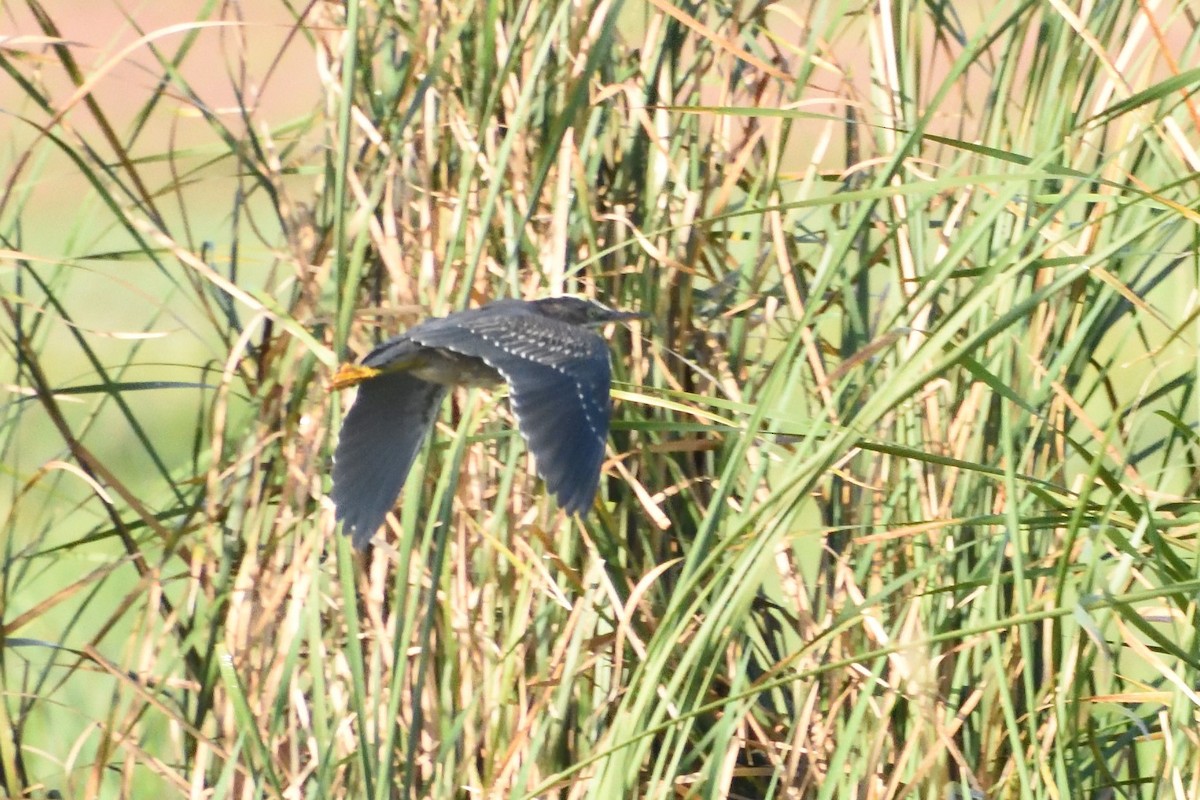 Green Heron - ML589830101