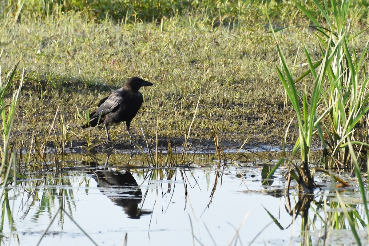 American Crow - ML589830131