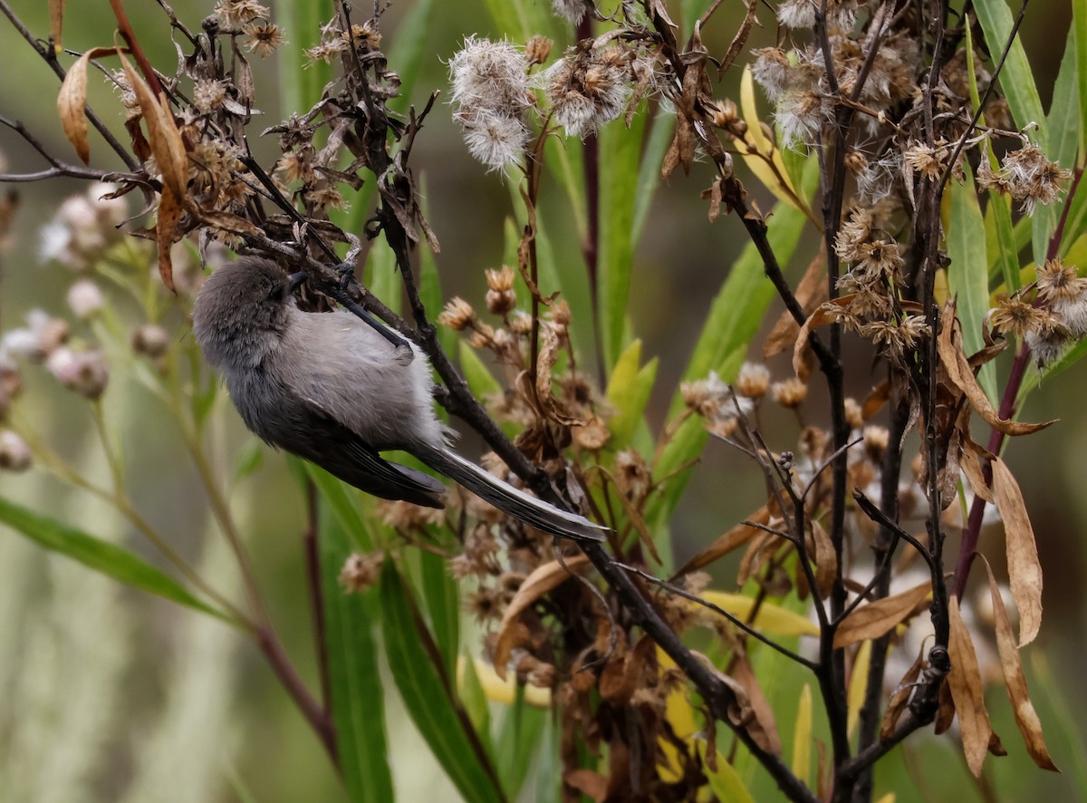 Bushtit - Torgil Zethson