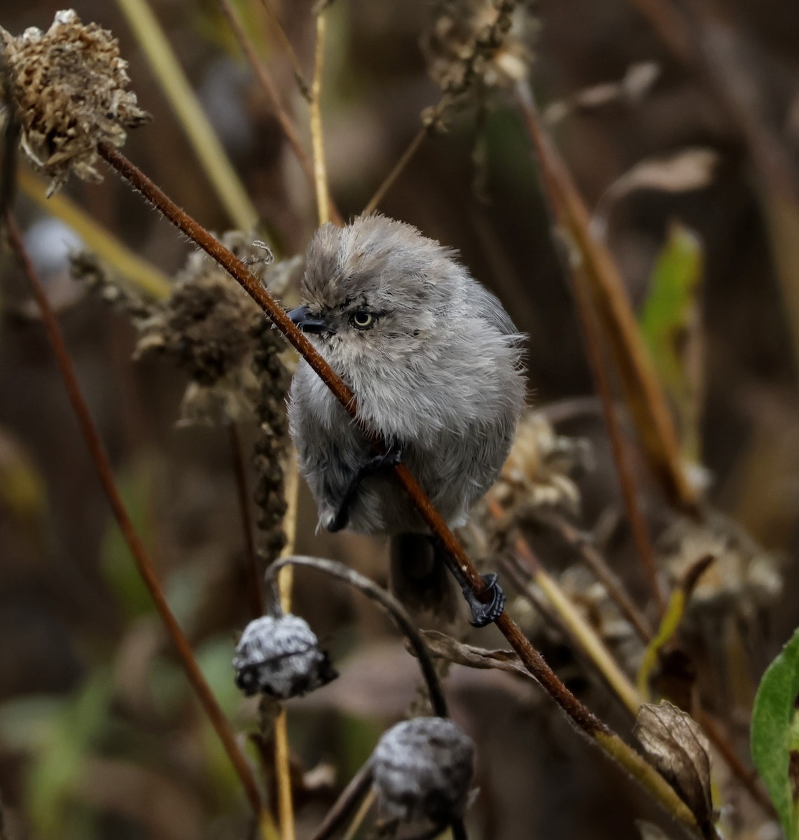 Bushtit - ML589830171