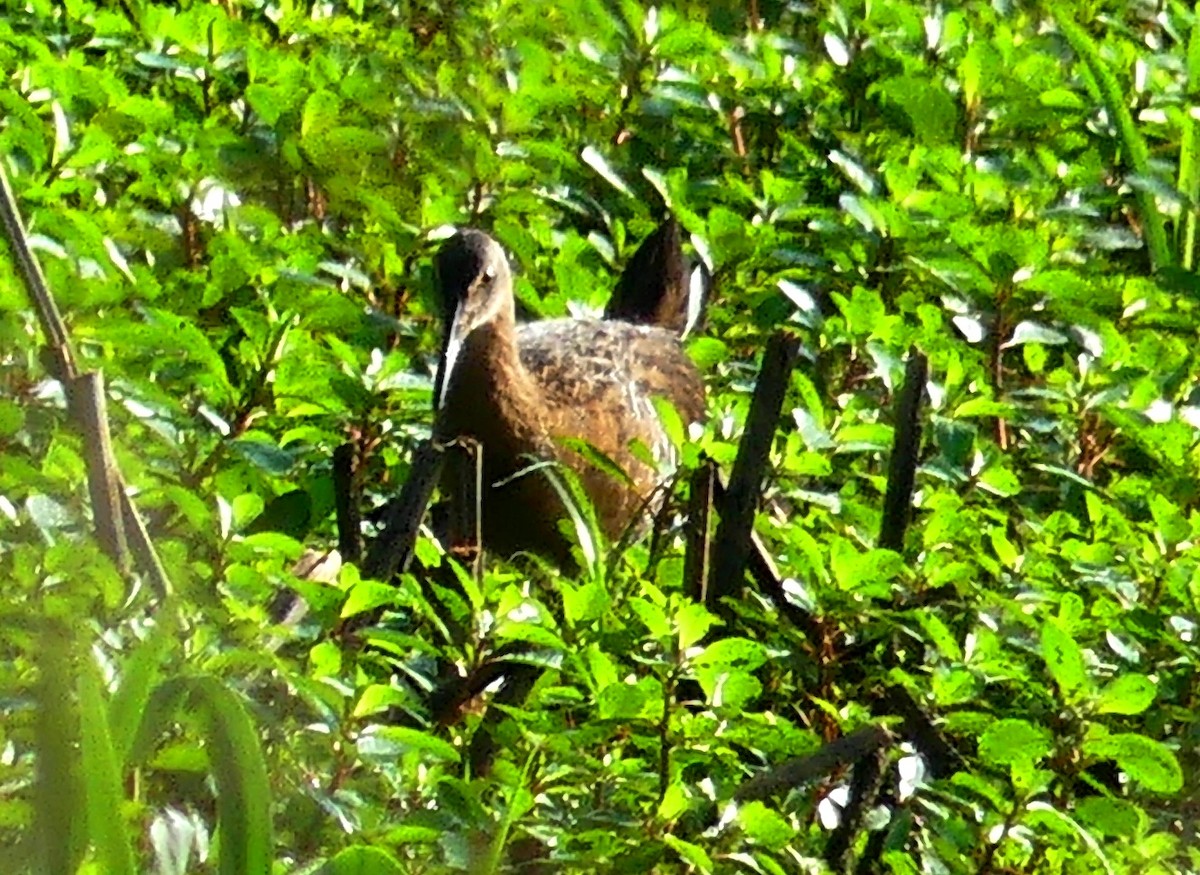 King Rail - ML589830321