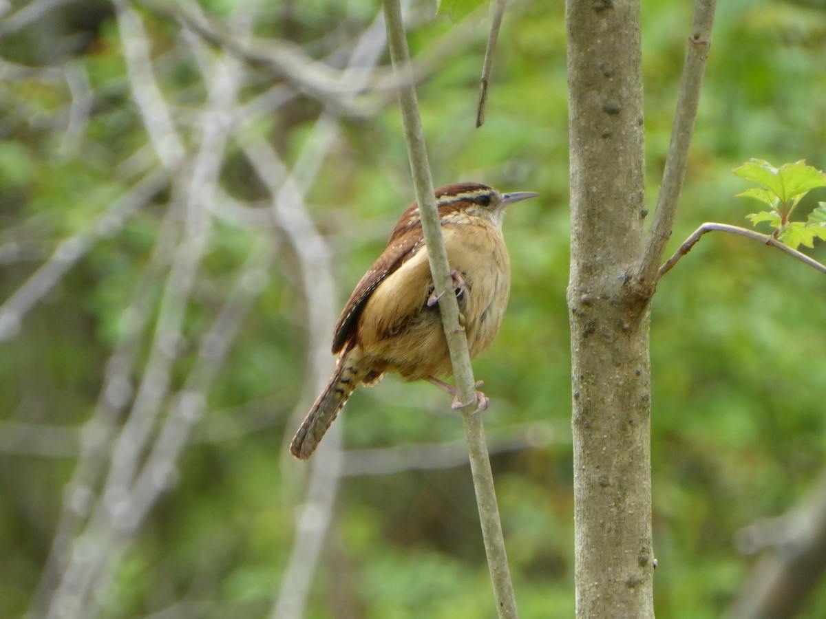 Carolina Wren - Jeff Dawson