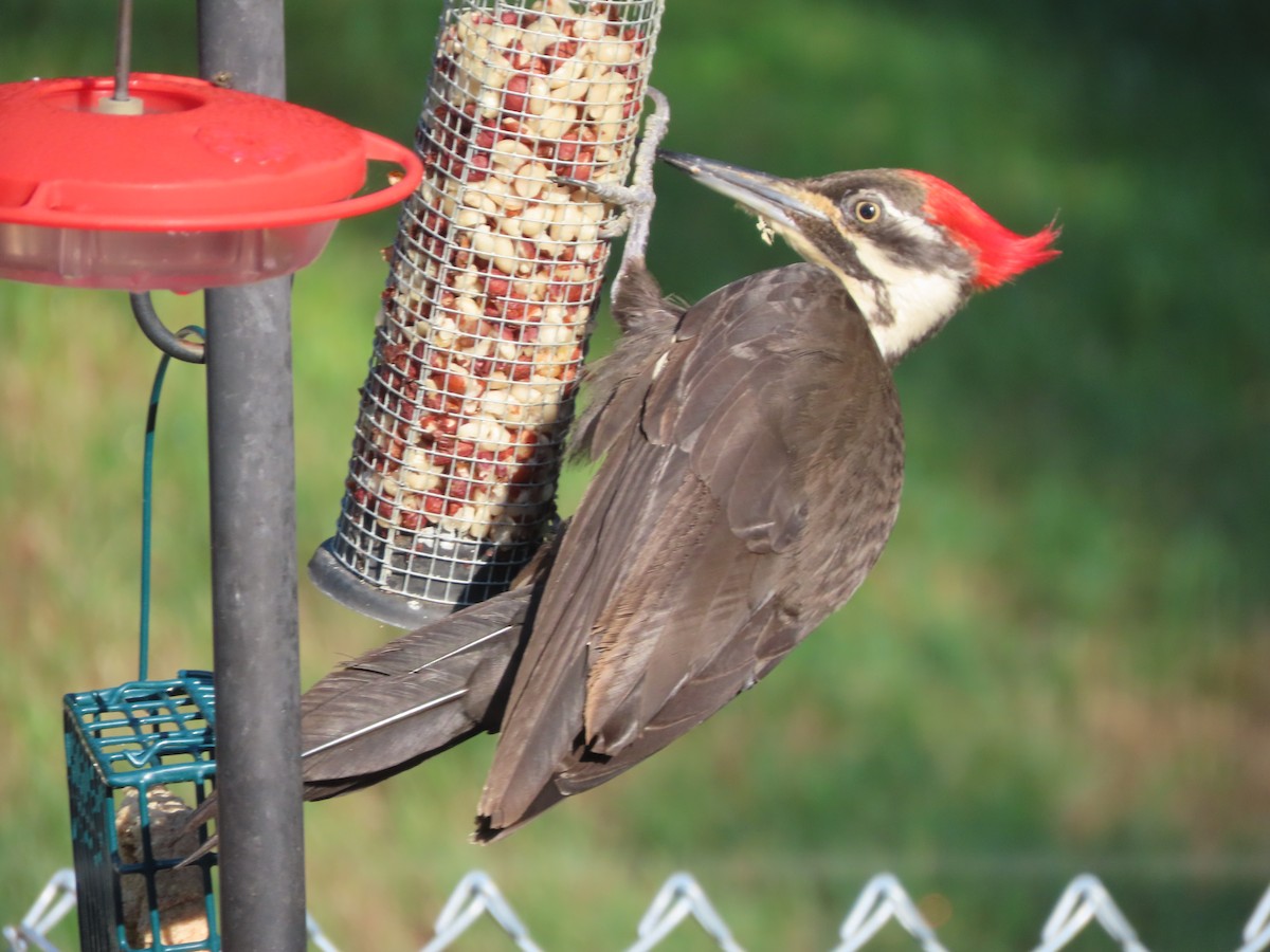 Pileated Woodpecker - ML589830891