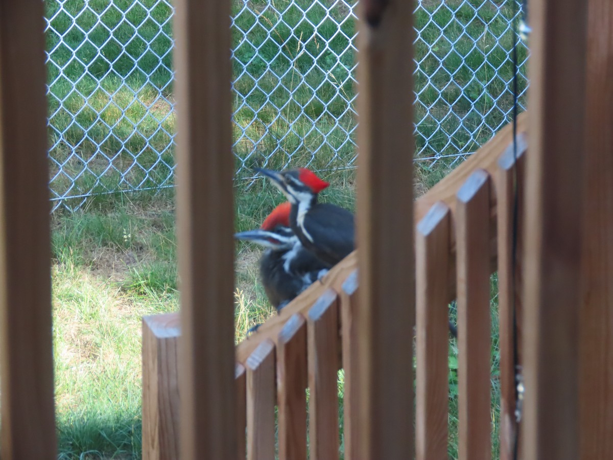 Pileated Woodpecker - ML589830921