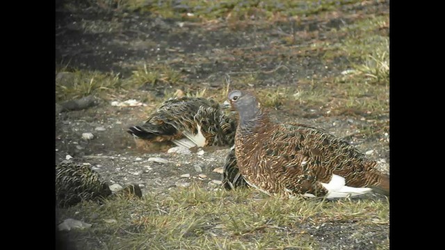 Moorschneehuhn - ML589831001