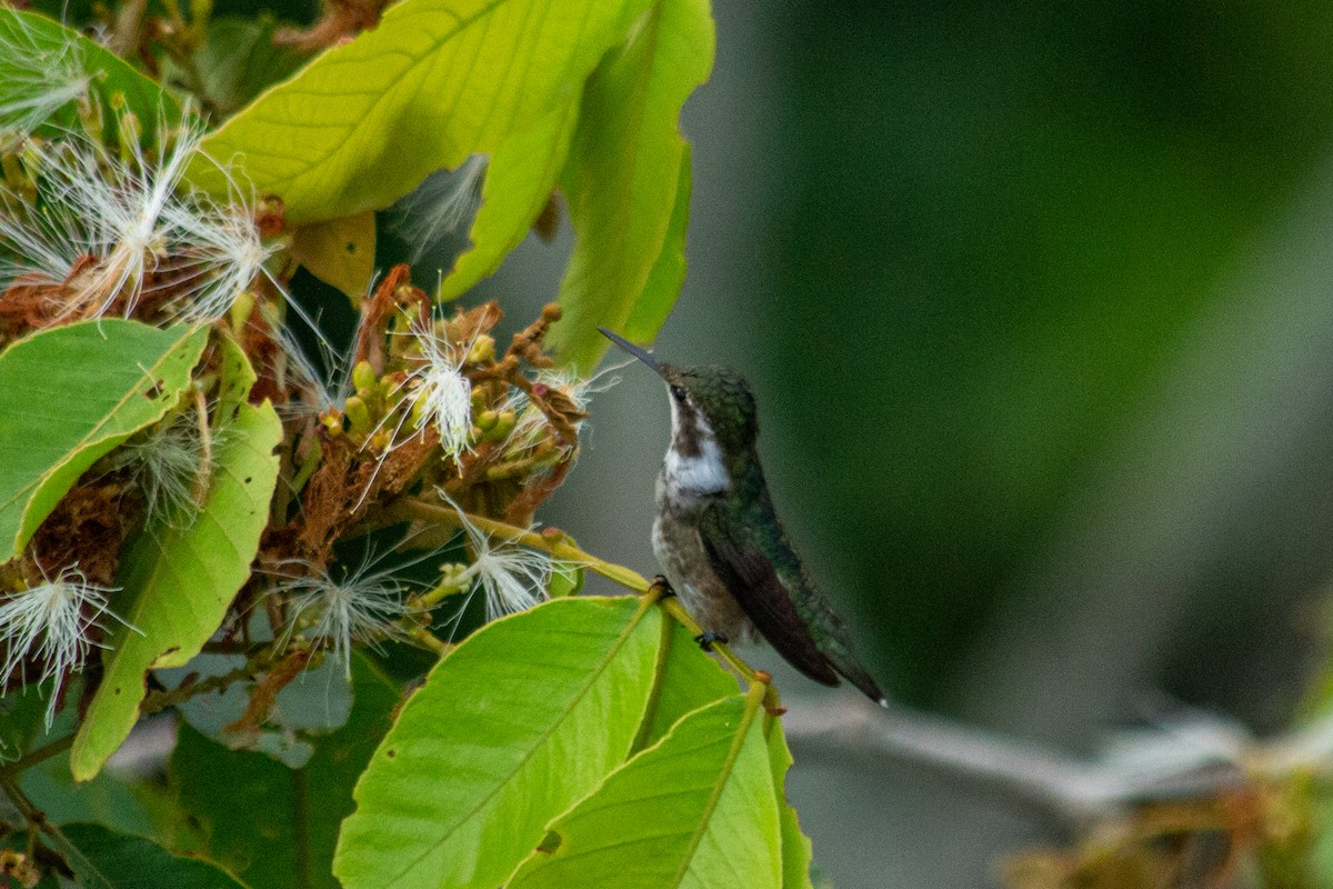 Amethyststernkolibri - ML589831911