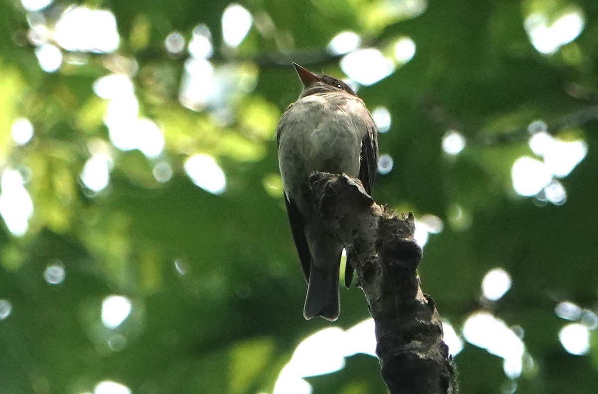 Eastern Wood-Pewee - ML589832121