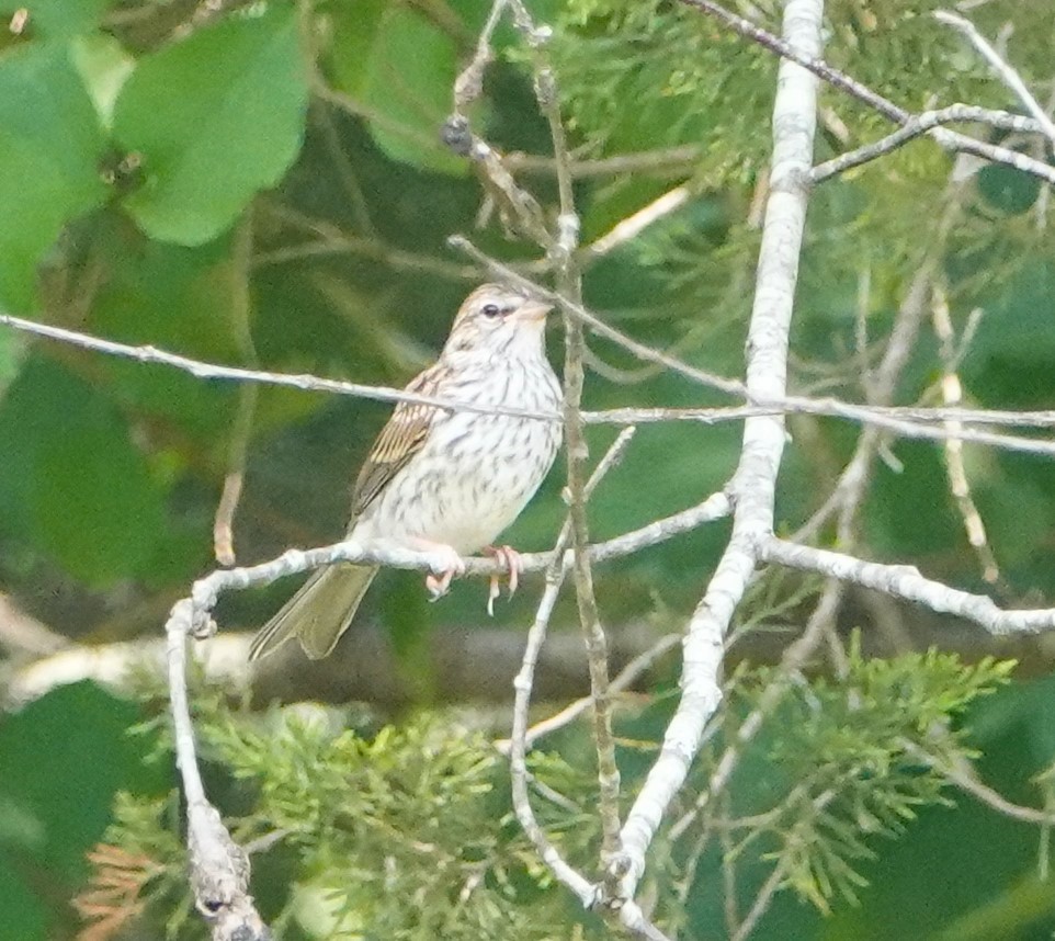 Chipping Sparrow - Steve Mayo